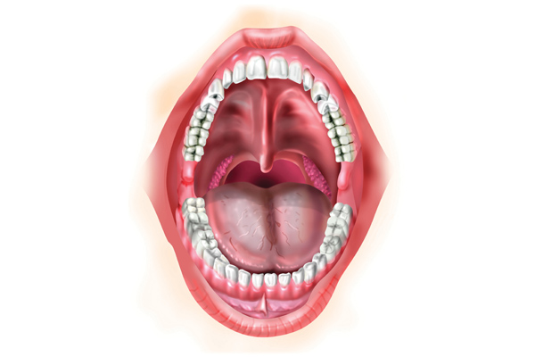 Anatomik İllüstrasyon (Ağız)
