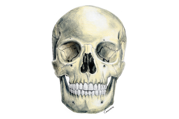 Anatomik İllüstrasyon (Kafatası)