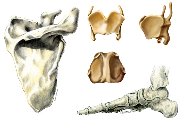 Anatomik İllüstrasyon (Kemikler)