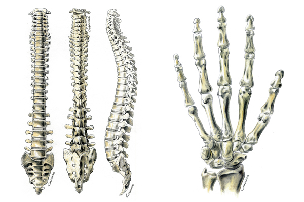Anatomik İllüstrasyon (El, Omurga)